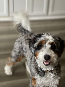 F1B Mini Bernedoodle Bella